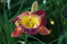 Smgl Albert 5_14.webp