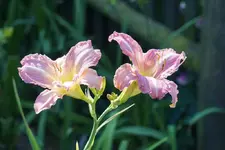 Smgl Frieda.webp
