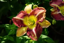 Smgl Hecke 524.webp