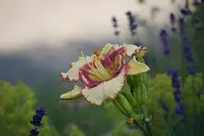 Smlg Albert 20.webp