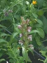 DSCN1365.webp