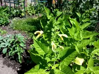 2015-07-07    Gelbblühender Ziersalbei.webp