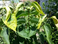 2015-07-07       Nur Hitze oder ein Virus.webp