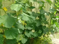k-P1090687.webp