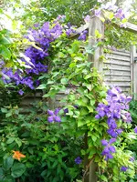 DSCN9409.webp