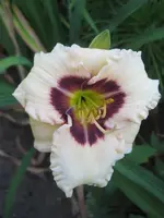 Taglilie Siloam Ury Winniford.webp