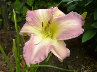 Taglilie.webp