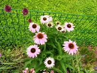 Echinacea.webp