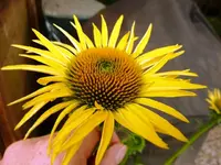 Echinacea_Maui_Sunshine.webp