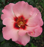 Alissar princess of phoenicia_.webp