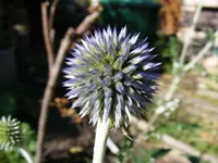 Kugeldiestel.webp