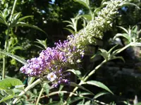 Schmetterlingsflieder.webp