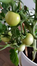 20150707_195246_resized.webp