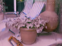 100_4058.webp