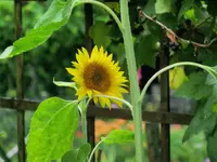 CIMG1122.webp