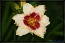 Siloam Shooker.webp