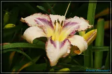 Destined to See.webp