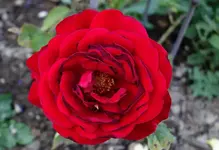 rsn2015 (7).webp