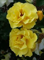 rsn2015 (8).webp
