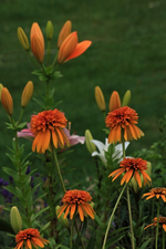 Echi_Orange Luxory_voll erblüht_700.webp