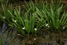 Krebsscheren blühen_grün_weiss_640.webp