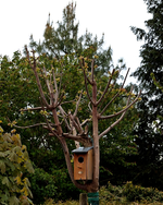 Catalpa legt los_15052015_700.webp