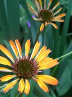 DSCN9433.webp