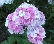 DSCF1904 (2).webp