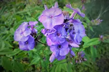DSCF1919 (2).webp
