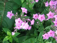 009.webp