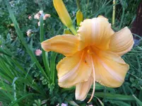 005.webp