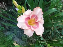 003.webp