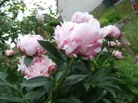 005.webp