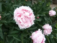004.webp