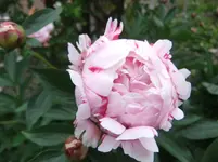 003.webp