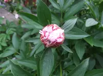 002.webp