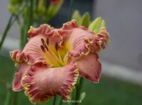 IMG_1476.webp