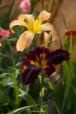 IMG_1497.webp