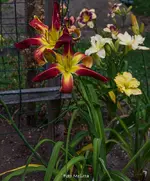 IMG_1581.webp