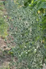 Edeldistel (1).webp