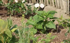Wunderblume.webp