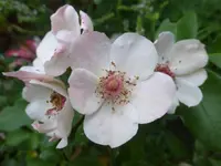 P1460311.webp
