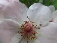 P1460313.webp