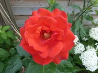 P1460301.webp