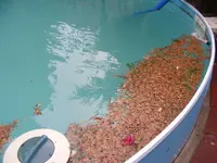 Pool voll Koniferen.webp