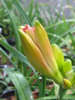 006_600x800.webp
