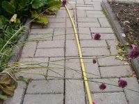 Allium,liegend.webp