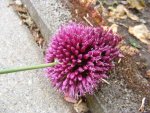 Allium makro.jpg