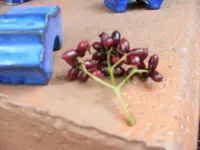 Unbekannte Beeren.webp