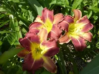 P1460331.webp